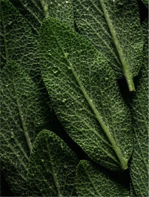 Rosemary Hair & Scalp Strengthening Oil